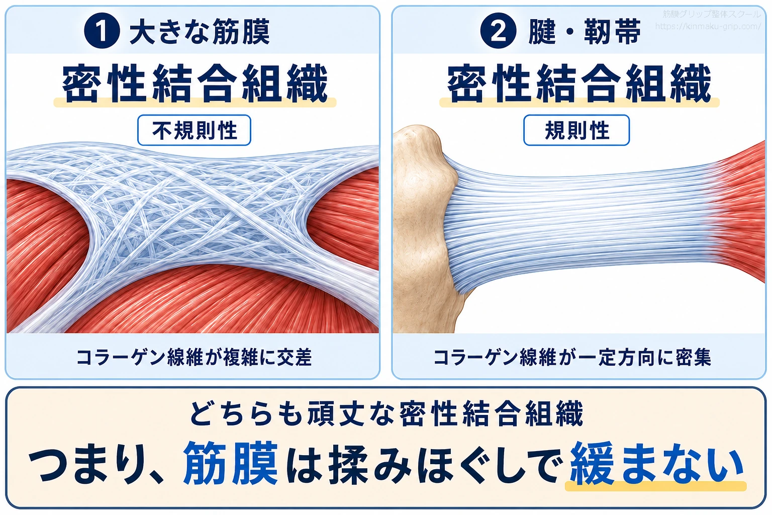 大きな筋膜と腱・靱帯が密性結合組織であることを比較した図