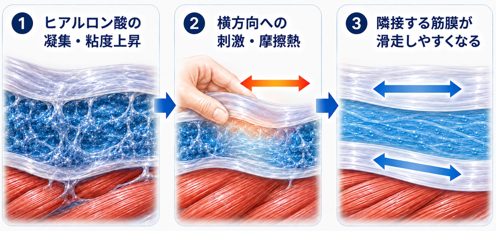ヒアルロン酸の凝集・粘度上昇から、横方向への刺激と摩擦熱を経て、隣接する筋膜が滑走しやすくなる流れを3段階の断面図で示したイラスト