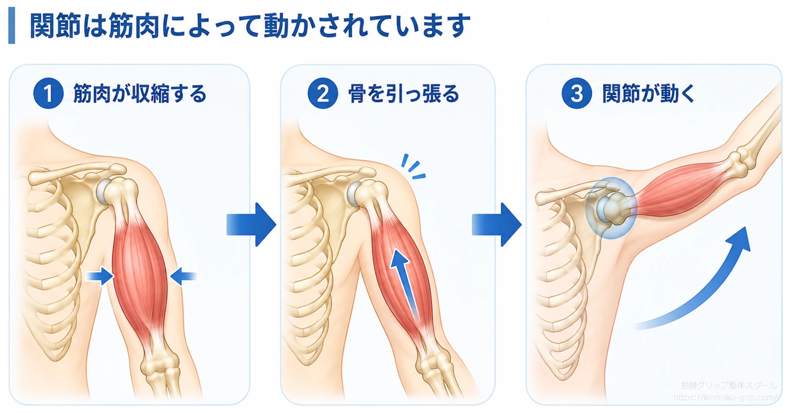 筋肉が収縮して骨を引っ張り、肩関節が動く仕組みを3段階で示した図解